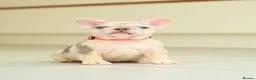 French Bulldog dogs for sale: !! REDUCED !! Beautiful KC Frenchie Puppies  - Advert 1