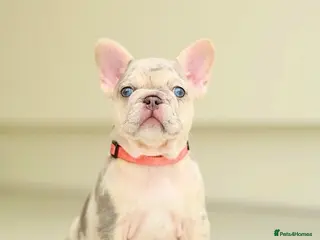 French Bulldog dogs for sale: !! REDUCED !! Beautiful KC Frenchie Puppies - Advert 1