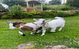 Goats livestock for sale: 2 Pygmy Wethers for sale - Image 3