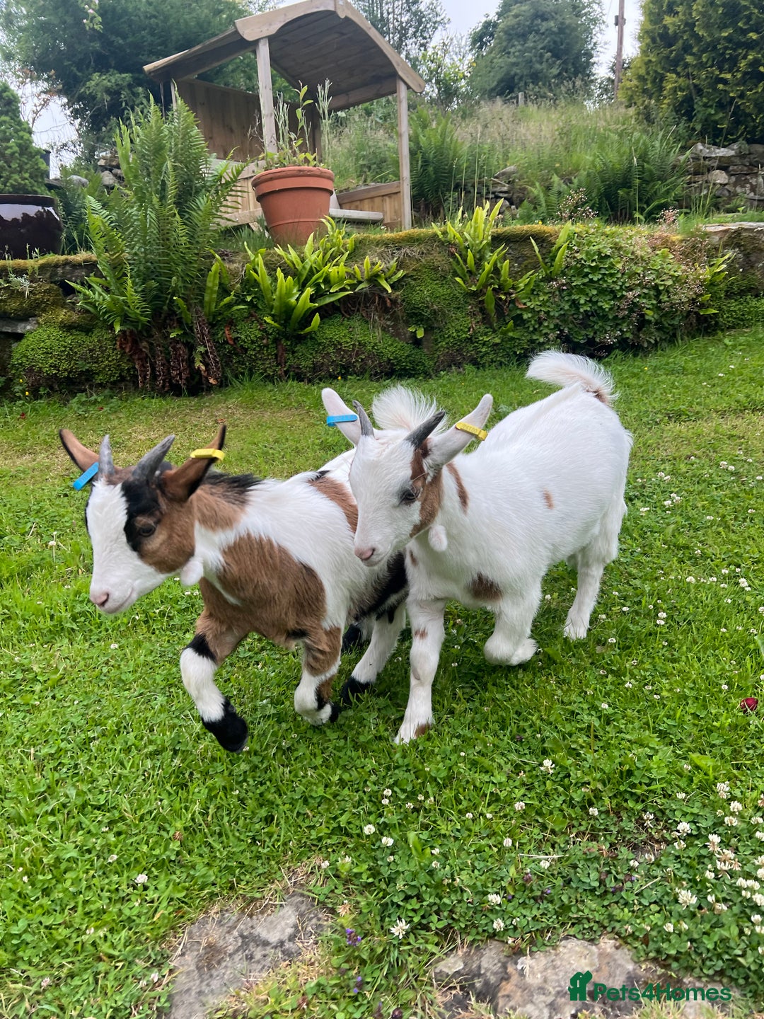 Goats livestock for sale: 2 Pygmy Wethers for sale - Image 3
