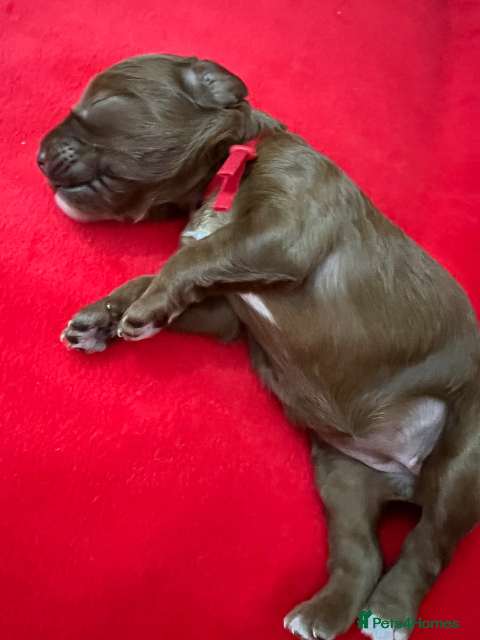 Cockapoo dogs for sale: 8 home raised red F1B cockapoos 3 girls/5 boys - Advert 5
