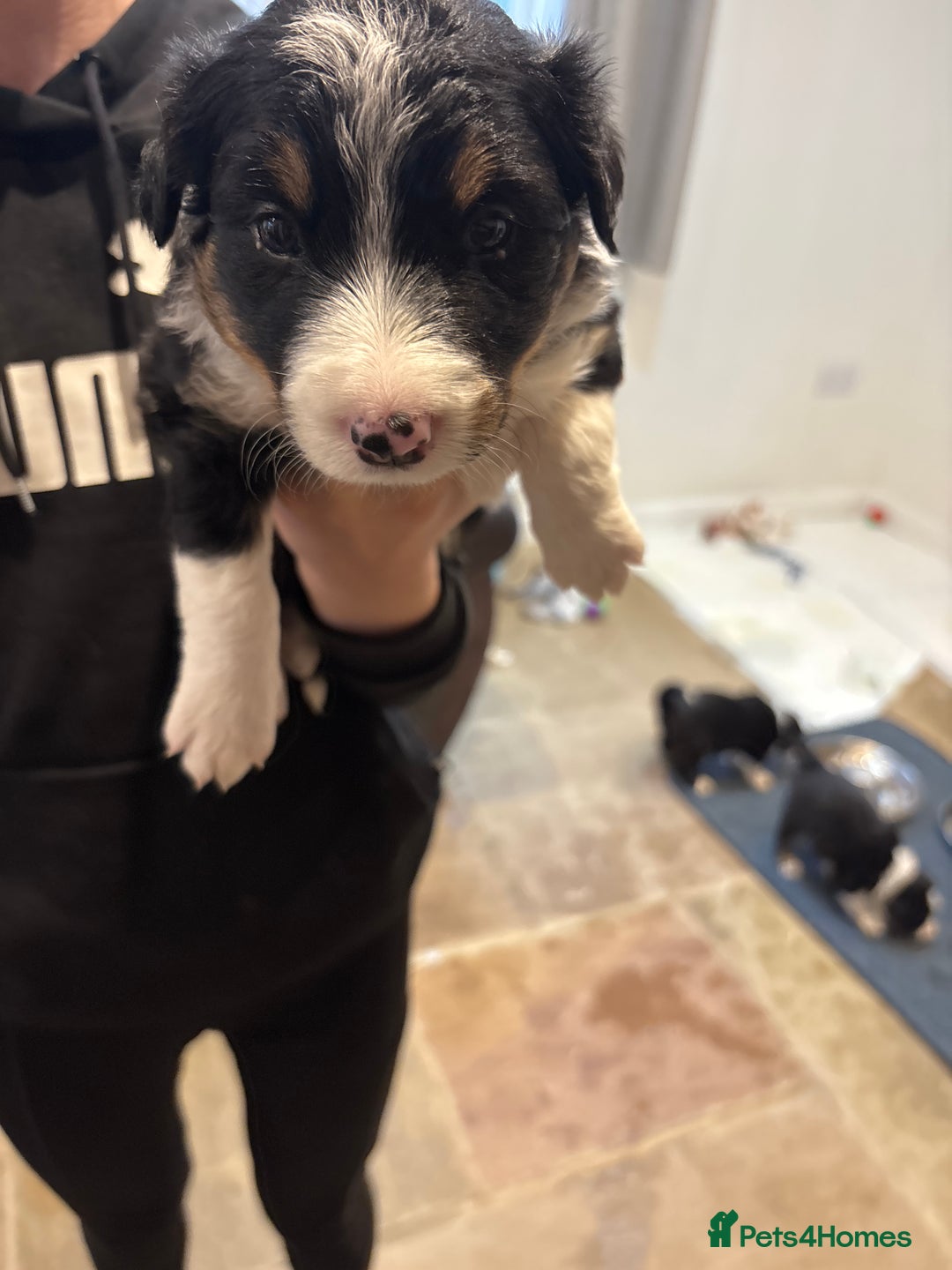 Border Collie dogs for sale: Border collie puppies  - Image 12