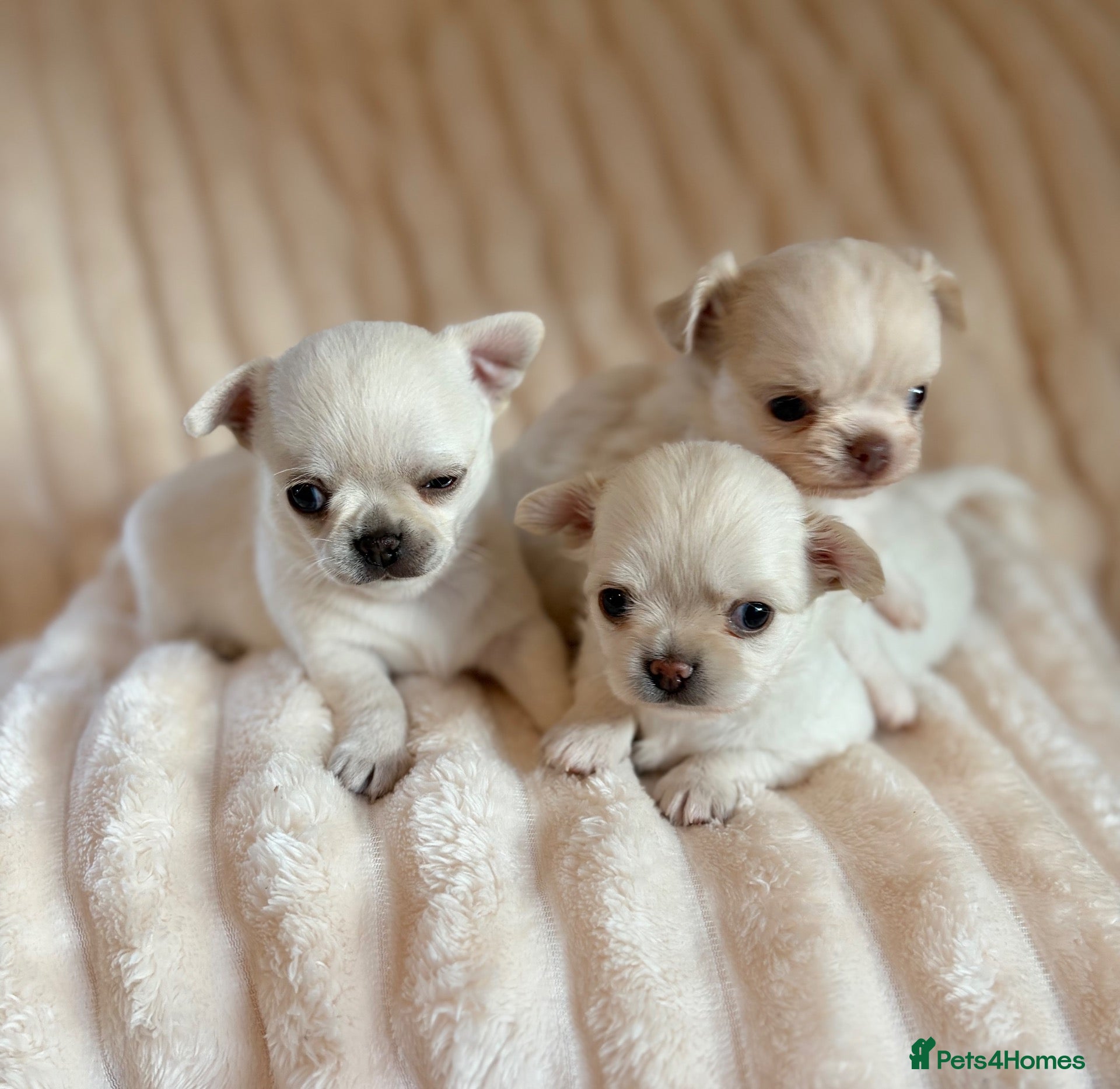 Chihuahua dogs 3 beautiful chihuahua boys Kc reg - Advert 2