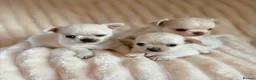 Chihuahua dogs for sale: 3 beautiful chihuahua boys Kc reg - Advert 1