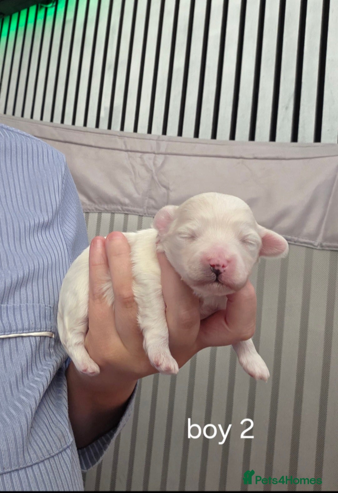 Maltipoo dogs for sale: Unique Korean miniature Maltipoos 🐶 🏡 🐾  - Advert 19