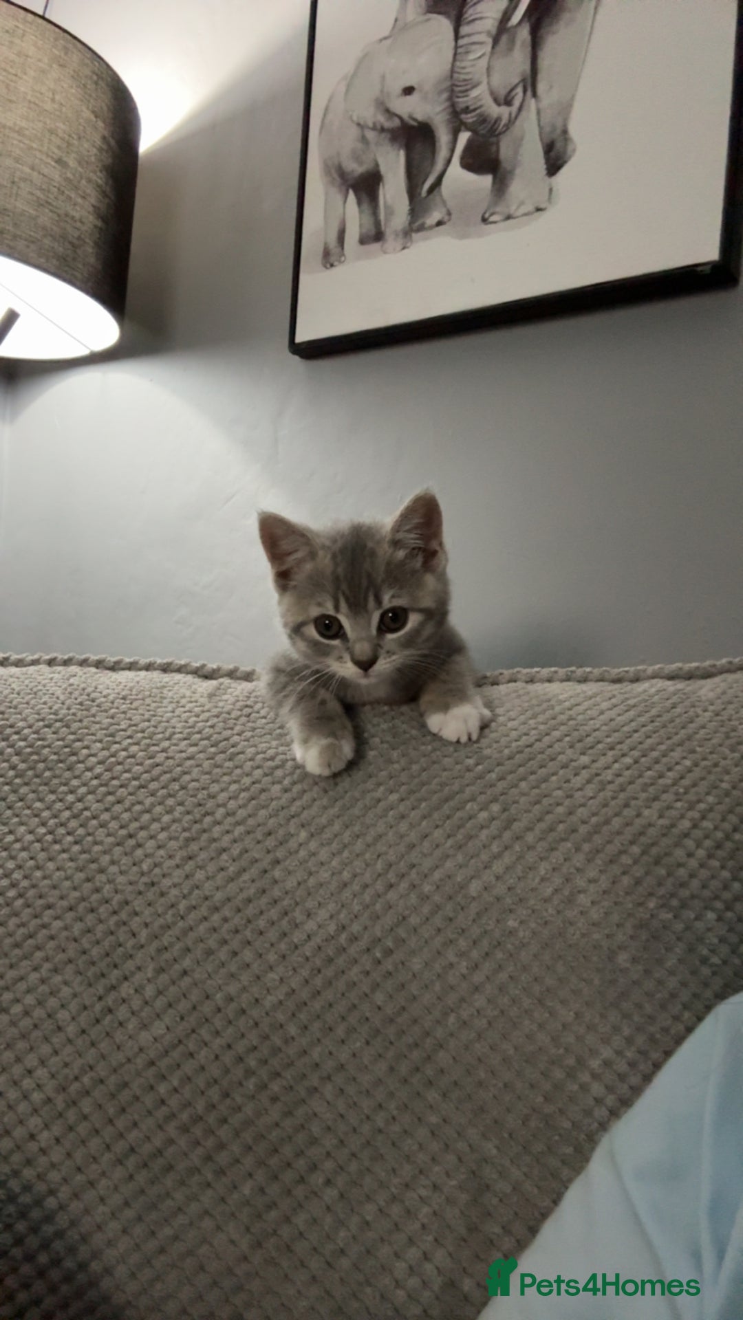 Mixed Breed cats for sale: Grey kittens  - Image 5