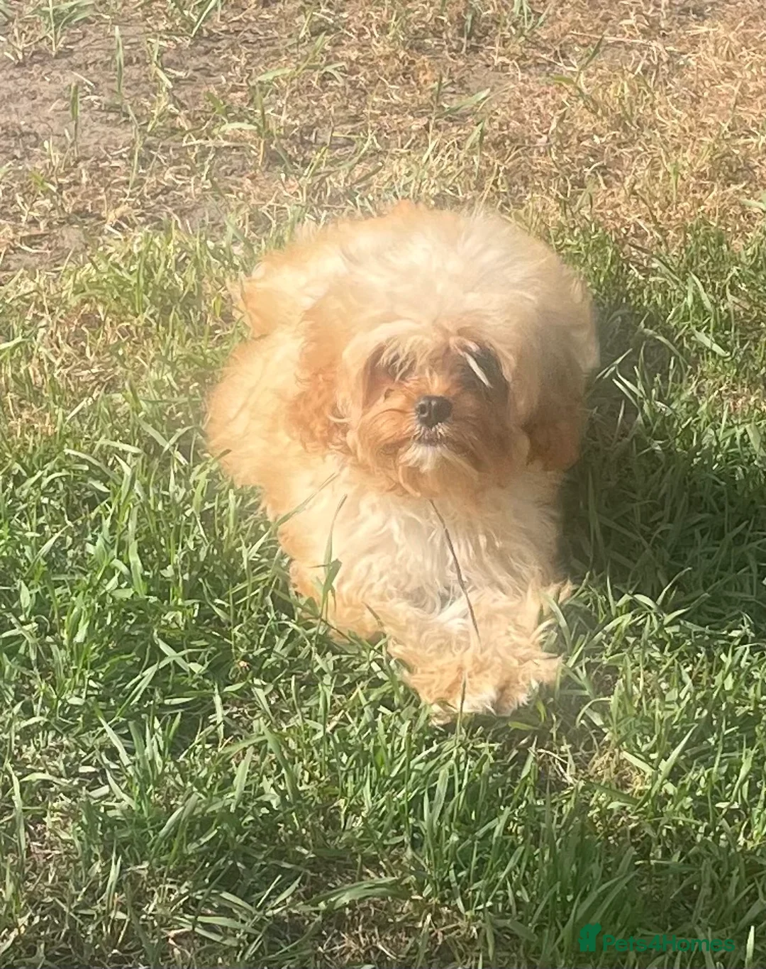 Cavapoo dogs for sale: Cavapoo puppies - Advert 2