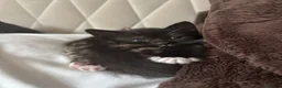 Domestic Shorthair cats for sale: 3 black and white kittens needing a loving home in Sittingbourne - Advert 5