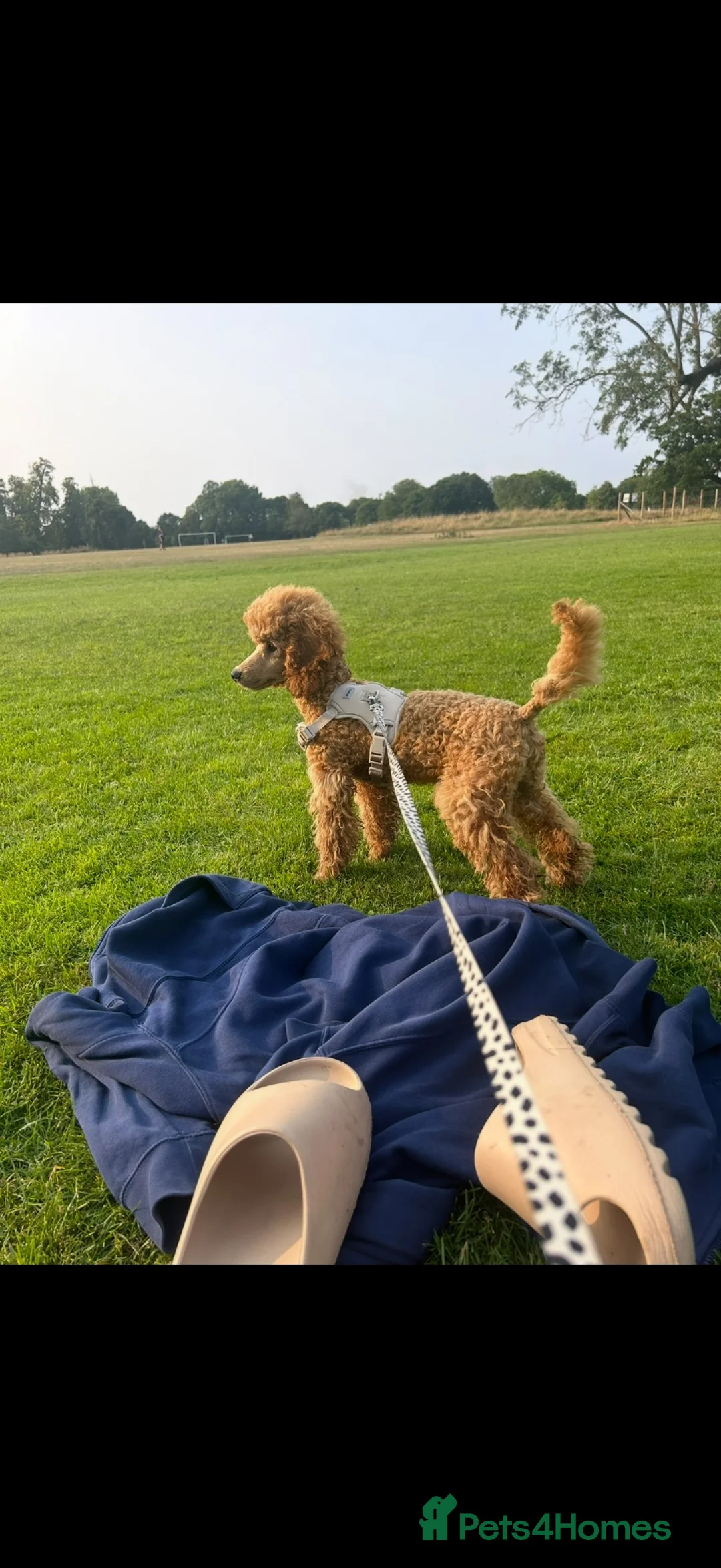 Miniature Poodle dogs for sale: 2 year old Mini Poodle Male  - Advert 2