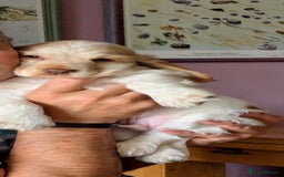 Cocker Spaniel dogs for sale: Gorgeous Cocker Spaniel Puppies - Image 16