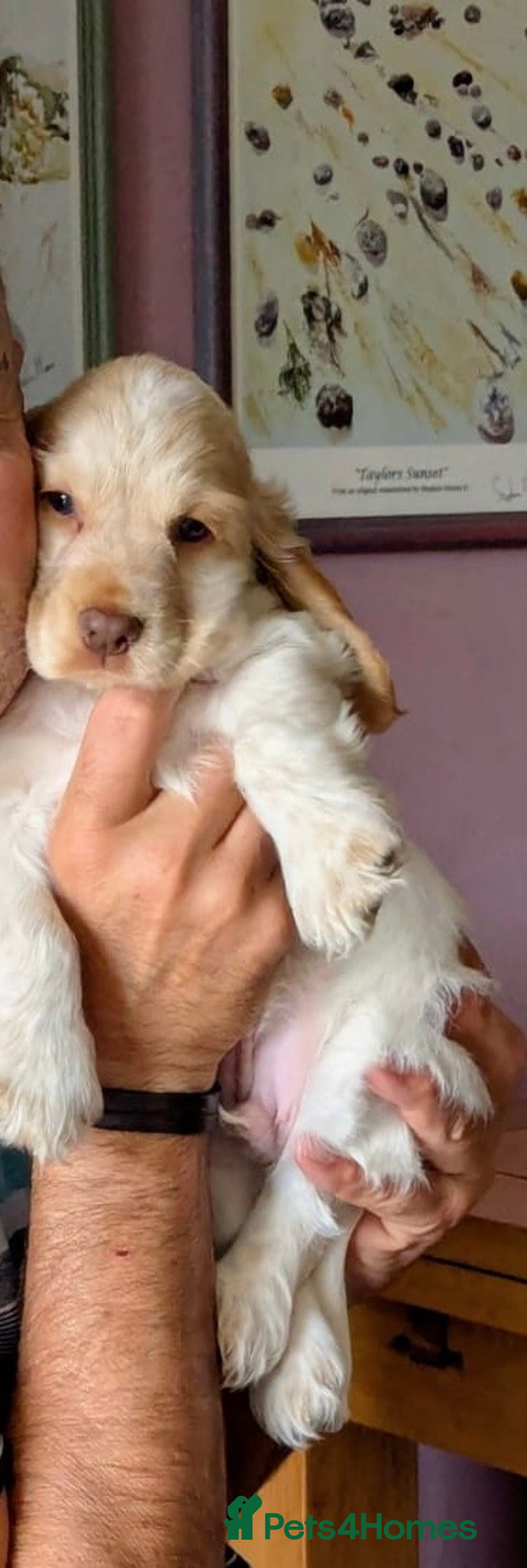 Cocker Spaniel dogs for sale: Gorgeous Cocker Spaniel Puppies - Image 16