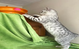 Scottish Fold cats for sale: Beautiful kittens just for you - Image 4