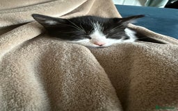 Mixed Breed cats for sale: 3 beautiful kittens looking for forever homes - Image 10