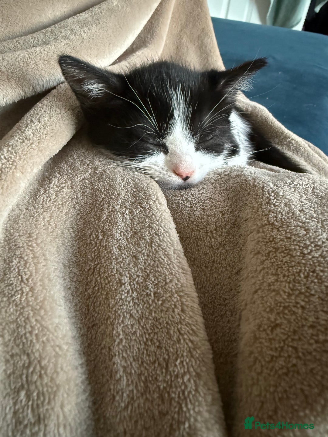 Mixed Breed cats for sale: 3 beautiful kittens looking for forever homes - Image 10