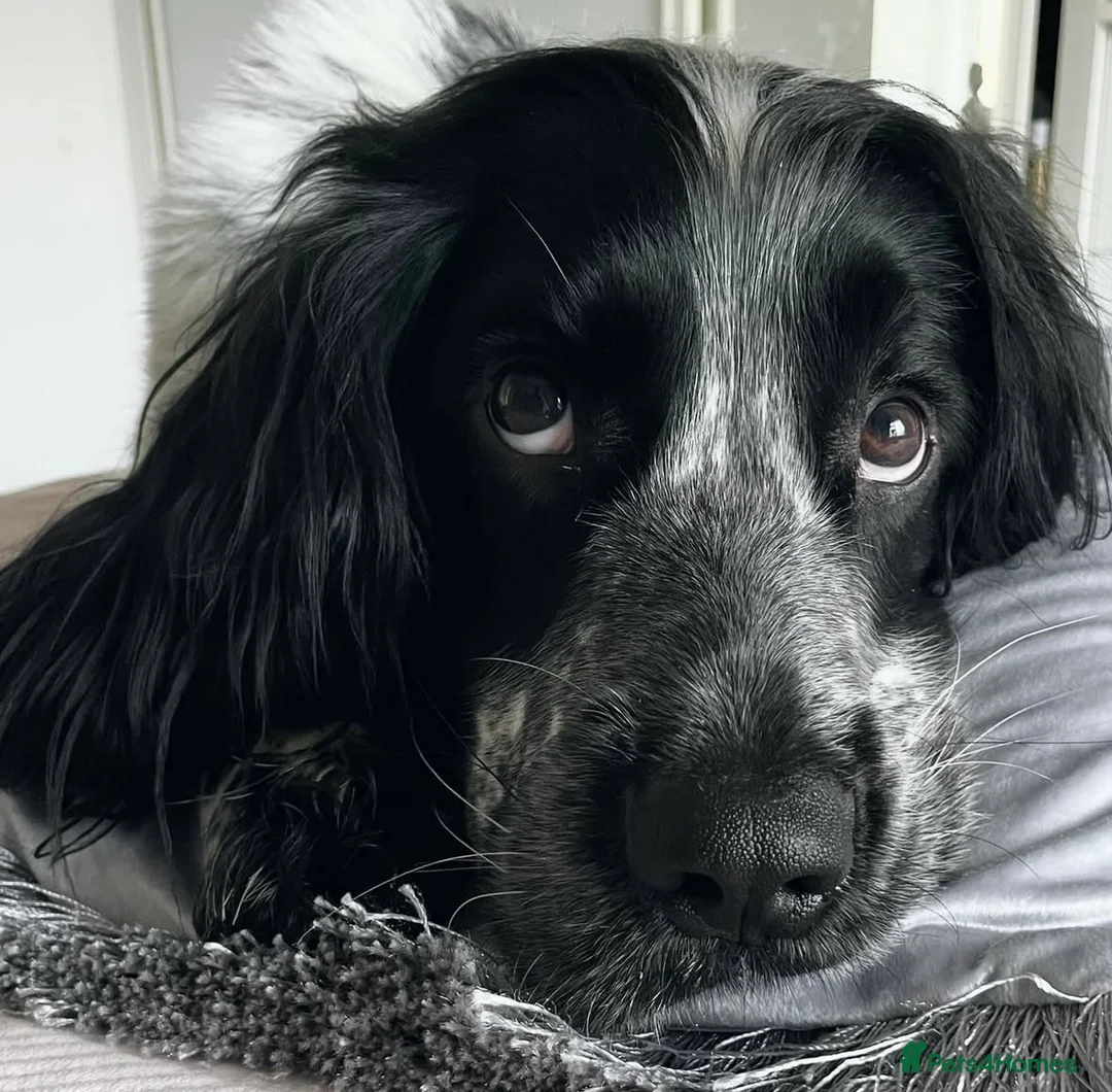 Sprocker dogs for stud: Twice proven handsome Sprocker available for stud in Mexborough - Advert 8