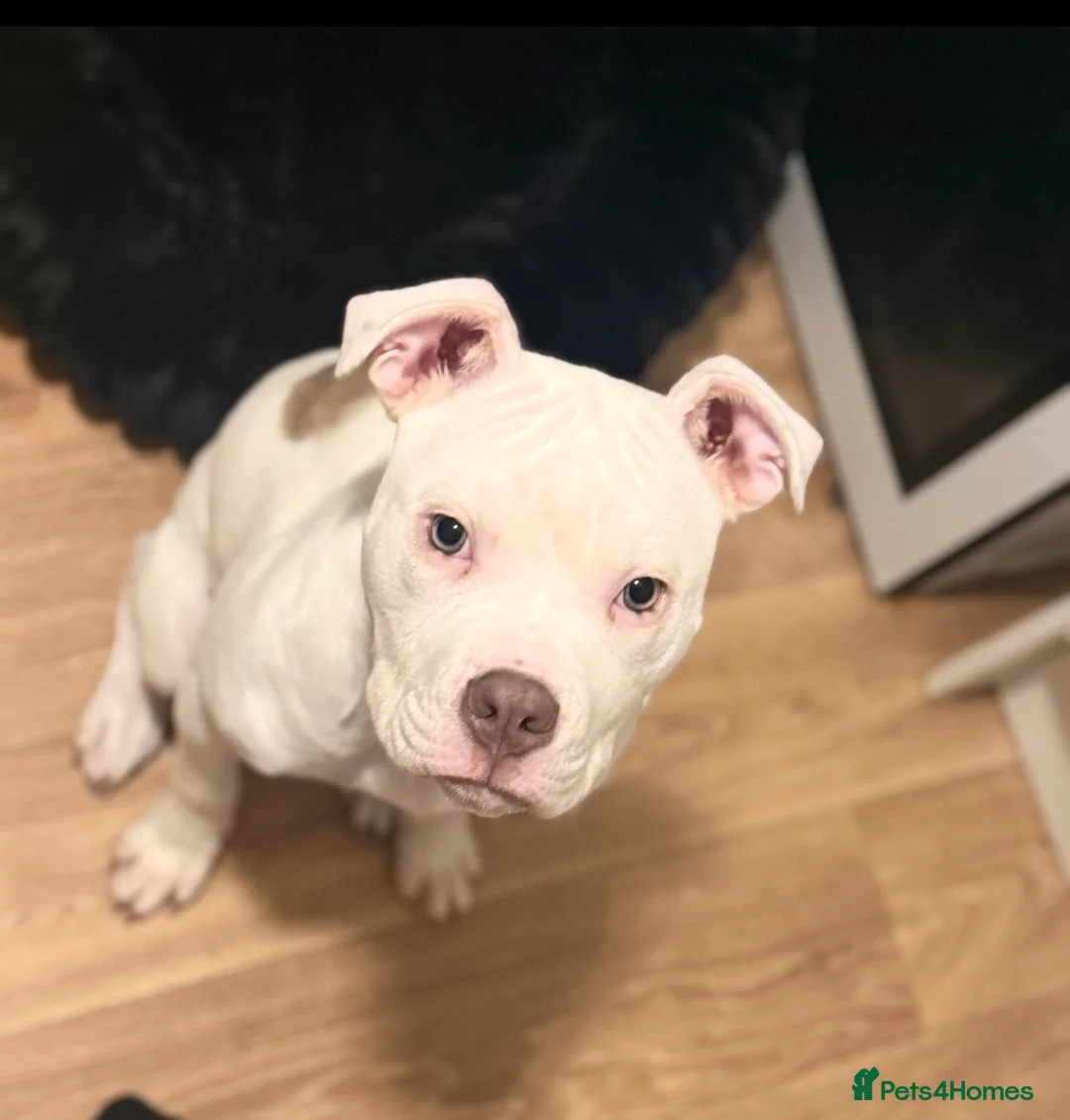 Mixed Breed dogs for sale:  bully cross puppy  - Advert 2