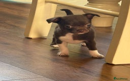 Chihuahua dogs for sale: ❤️Amazing Chihuahua Puppies - Image 18