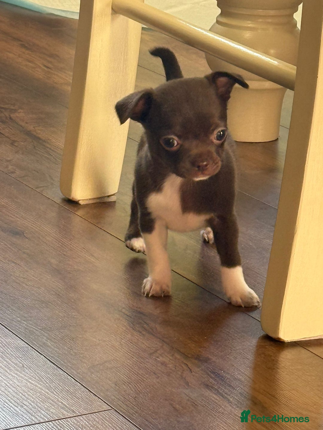 Chihuahua dogs for sale: ❤️Amazing Chihuahua Puppies - Image 18
