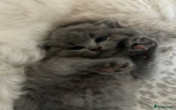 Scottish Fold cats for sale: Scottish fold kittens ready for reservation. - Image 3