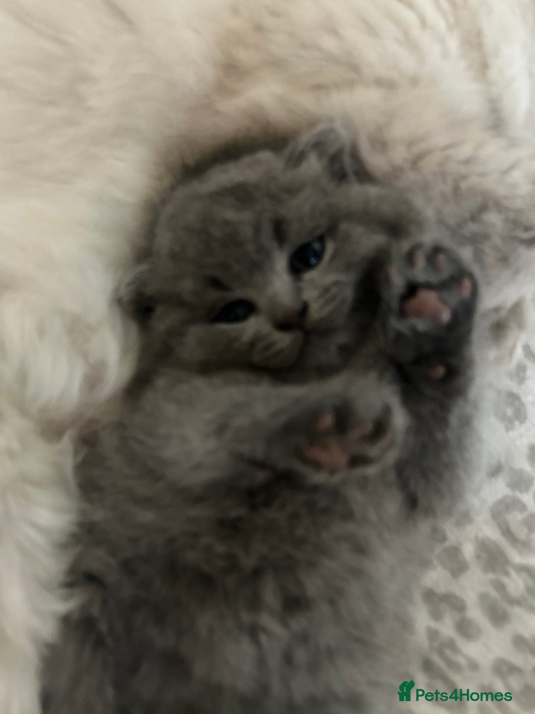 Scottish Fold cats for sale: Scottish fold kittens ready for reservation. - Image 3