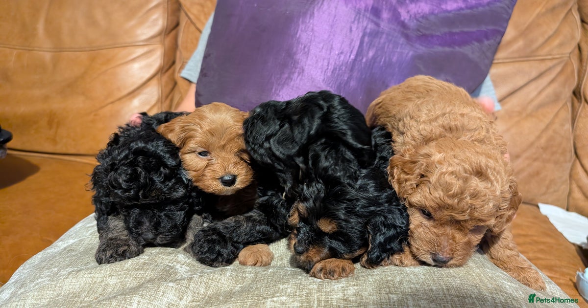 F2 Cavapoochon Puppies for Sale for sale in Evesham Pets4Homes