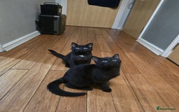 Mixed Breed cats for sale: British Short hair mixed breeds  - Advert 23