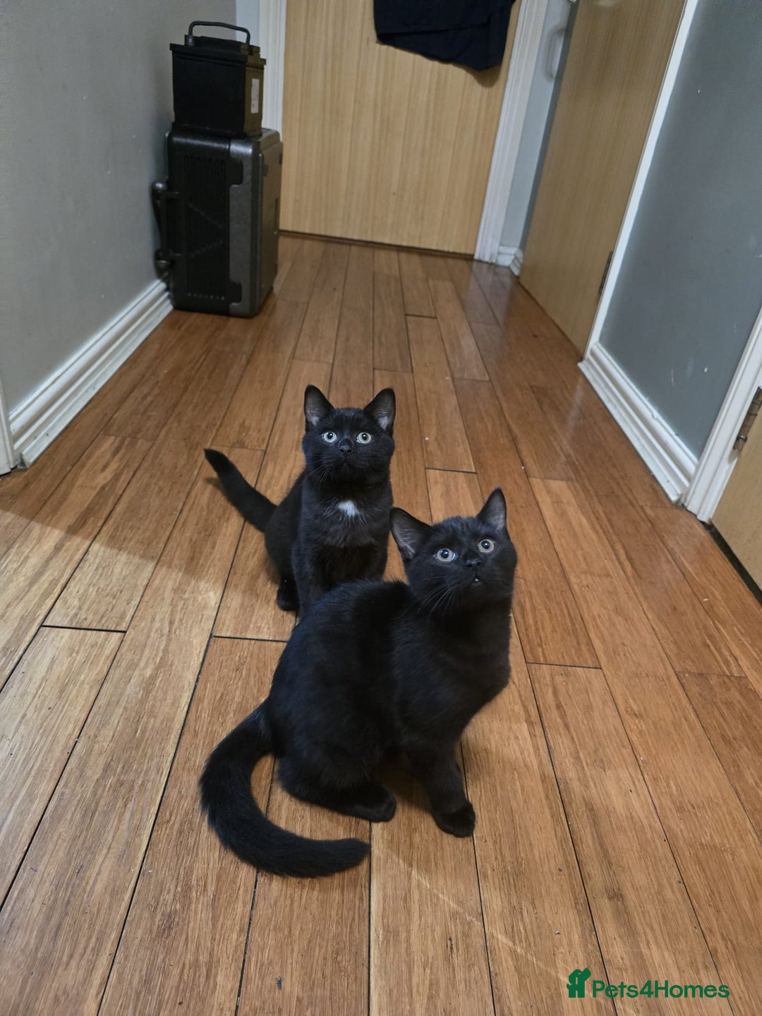 Mixed Breed cats for sale: British Short hair mixed breeds  - Advert 23