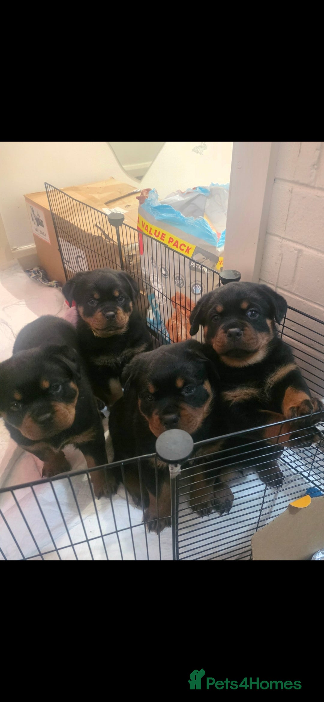 Rottweiler dogs Kc rottweiler viewing welcom. - Advert 17