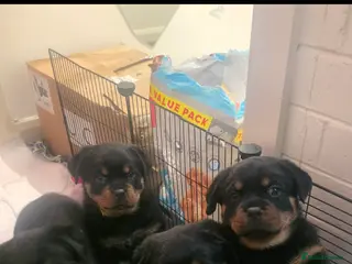 Rottweiler dogs Kc rottweiler viewing welcom. - Advert 17