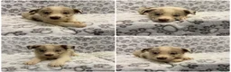 Border Collie dogs for sale: Health Tested parents, KC Reg, BAER tested pups - Advert 9