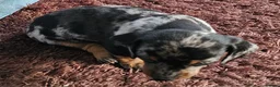 Miniature Dachshund dogs for sale: Miniature Dachshund - Advert 7