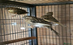 Canaries birds for sale: Canarys  - Image 6