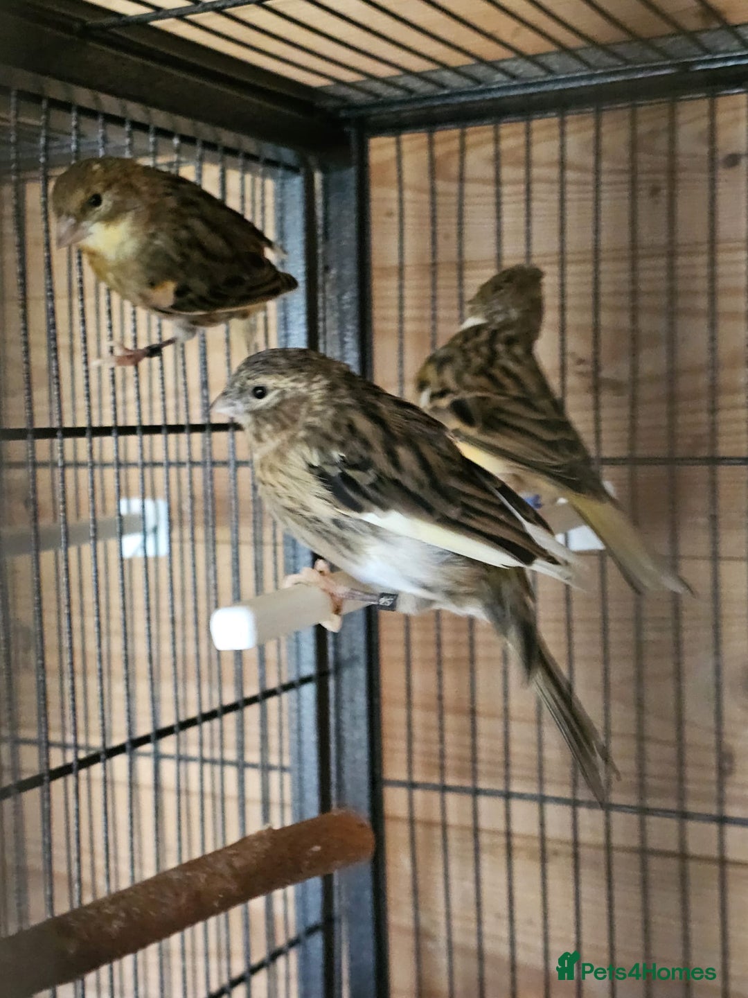 Canaries birds for sale: Canarys  - Image 6