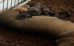 Miniature Dachshund dogs for sale: Miniature Wire Haired Dachshund Puppies - Image 6