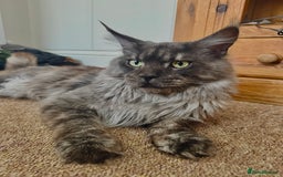 Maine Coon cats for sale: Smoke grey Mainecoon - Image 2