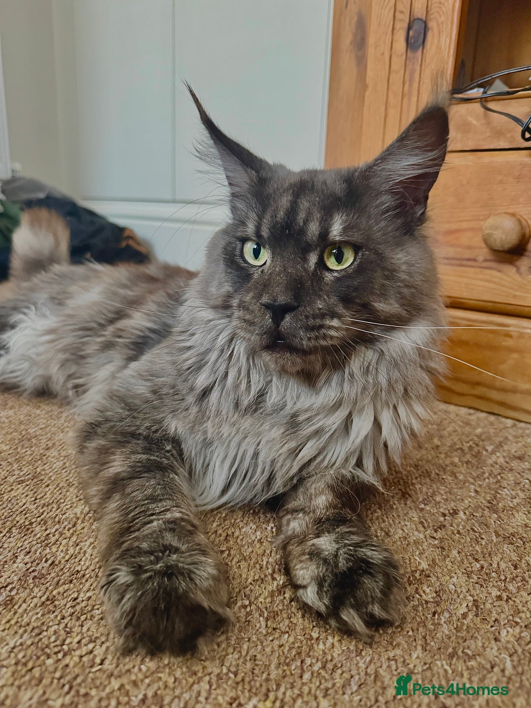 Maine Coon cats for sale: Smoke grey Mainecoon - Image 2