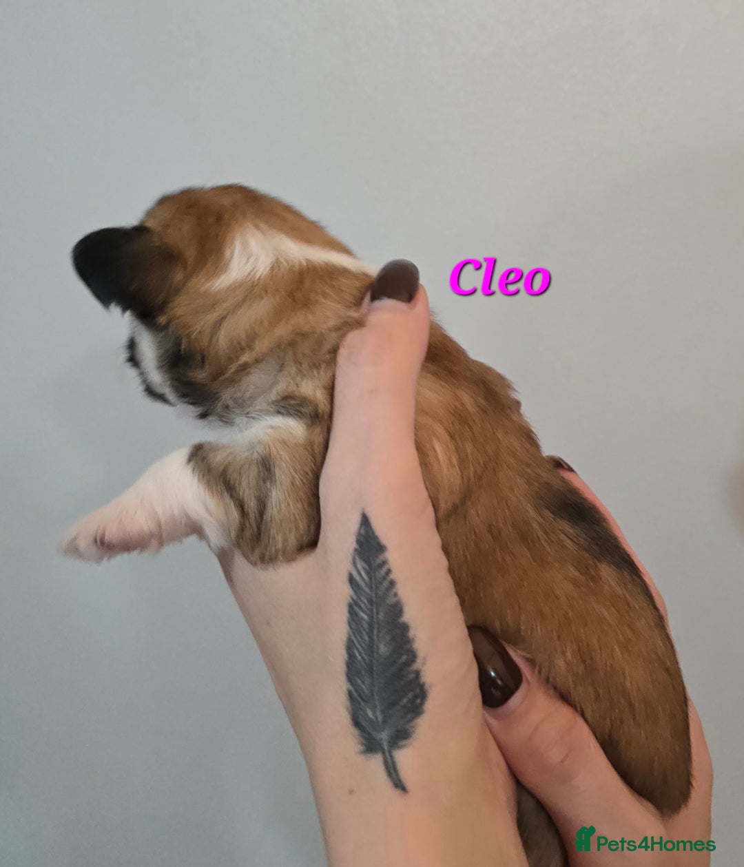 Mixed Breed dogs for sale: F1 Malchi puppys from health tested parents  - Image 9