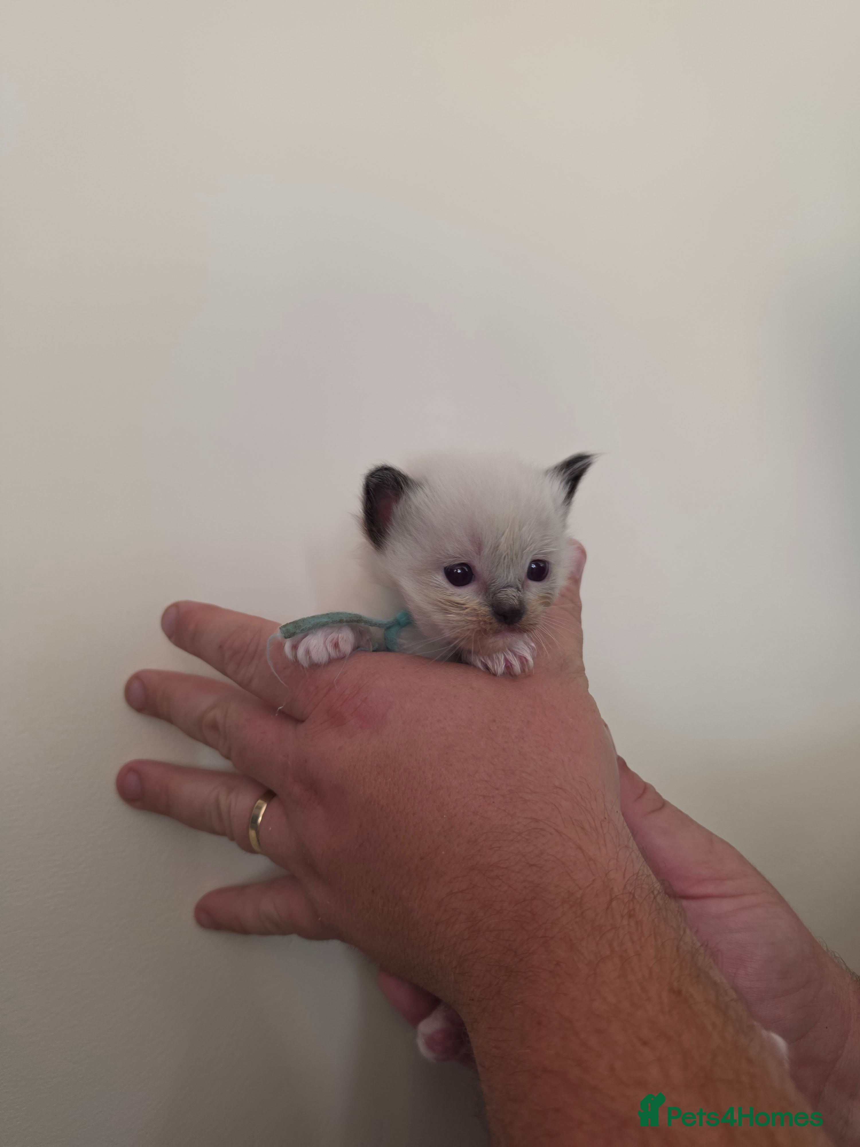 Ragdoll cats TICA/GCCF registered ragdoll kittens - Advert 2