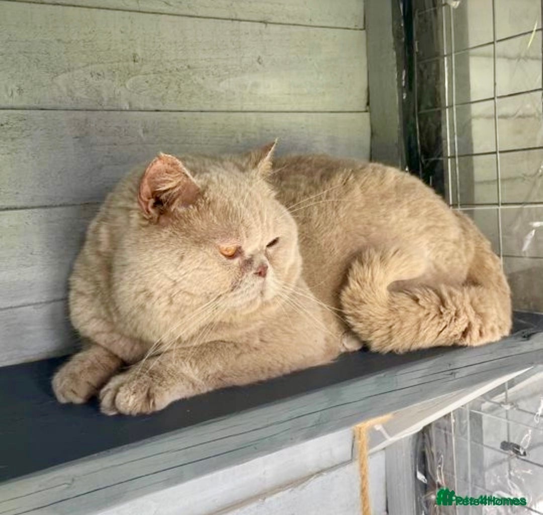 British Shorthair cats for sale: Ready to go amazing kitties  - Advert 14