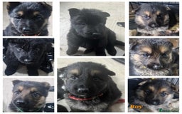 German Shepherd dogs for sale: KC registered German Shepherd puppies  - Image 1