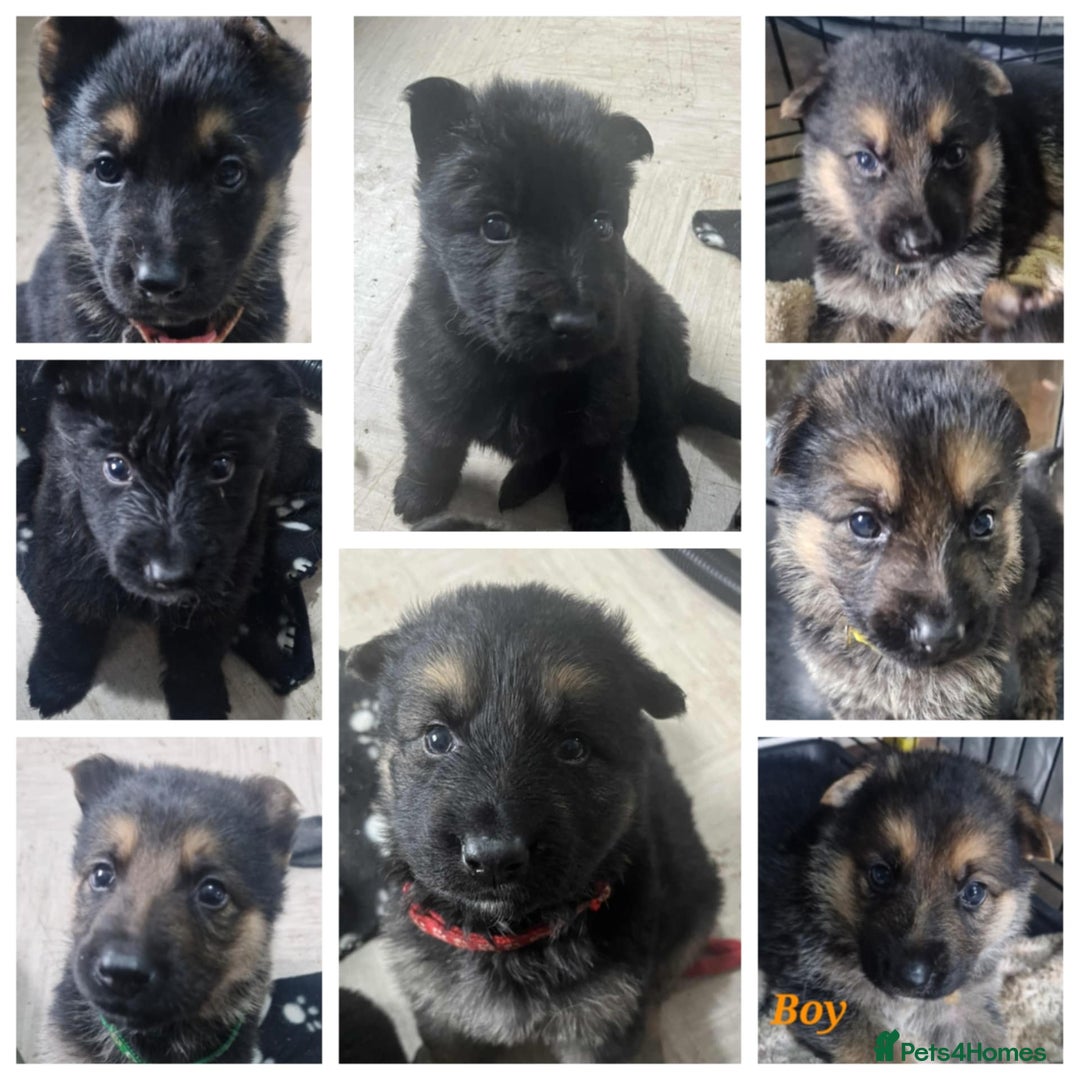 German Shepherd dogs for sale: KC registered German Shepherd puppies  - Image 1