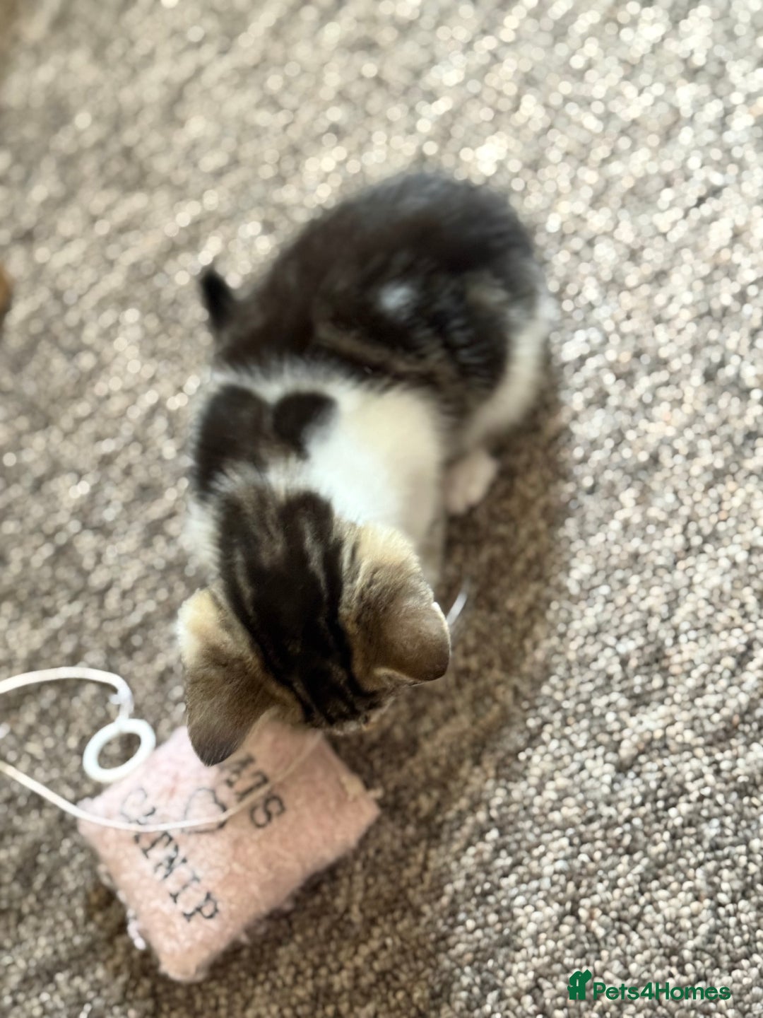 Mixed Breed cats for sale: Beautiful kittens ready for new home  - Image 5