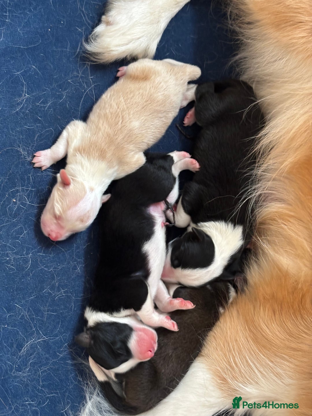 Border Collie dogs for sale: Border Collie Puppies (DNA clear tested parents) - Image 8