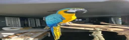 Macaws birds for sale: BLUE & GOLD MACAW, 2 YEARS OLD, COMPLETE SETUP in Maryport - Advert 11