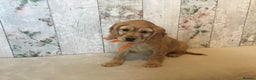 Mixed Breed dogs for sale: Adorable/ Social/Confident Cockalier pups - Advert 20