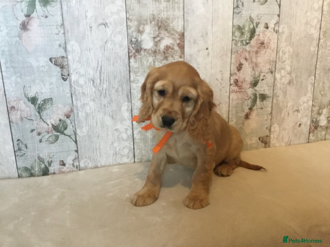 Mixed Breed dogs for sale: Adorable/ Social/Confident Cockalier pups - Advert 20