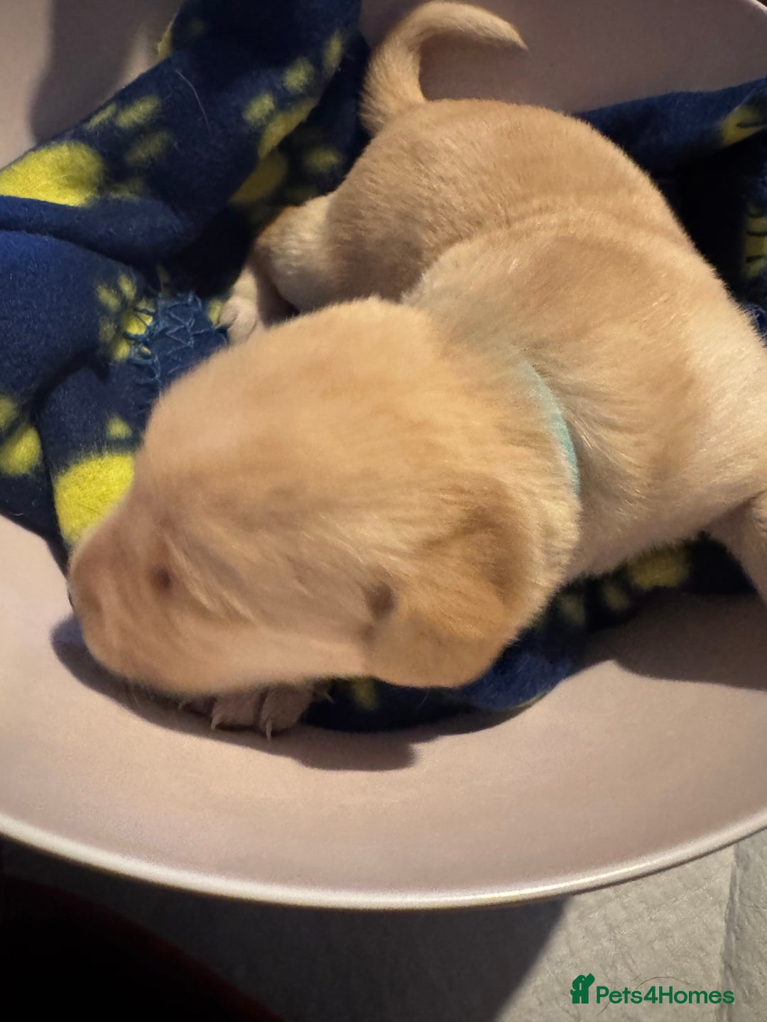 Labrador Retriever dogs for sale: 6 Sweet Labrador Puppies  - Advert 9