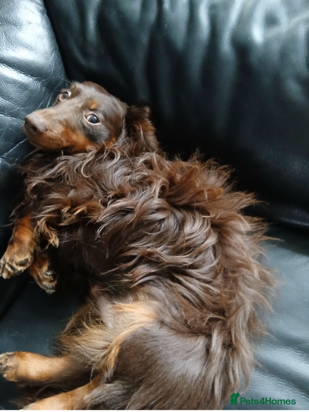 Dachshund dogs for stud: Dash  - Advert 4