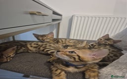 Bengal cats for sale:  🐾Four Beautiful Bengal Kittens🐾 - Image 2
