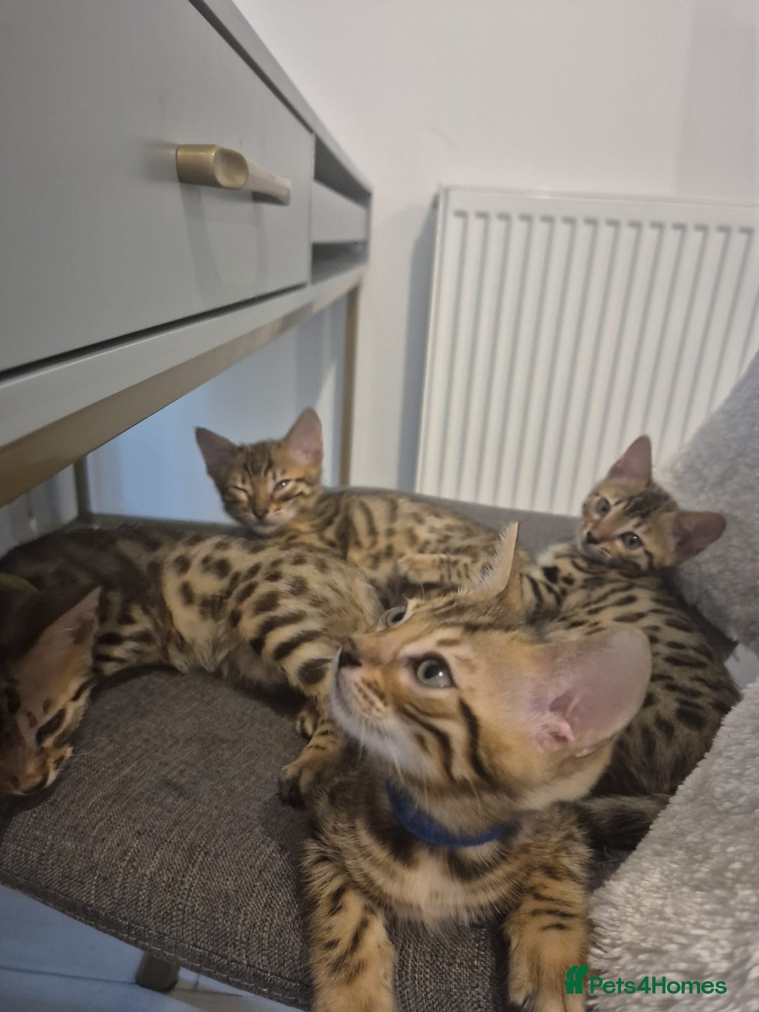 Bengal cats for sale:  🐾Four Beautiful Bengal Kittens🐾 - Image 2
